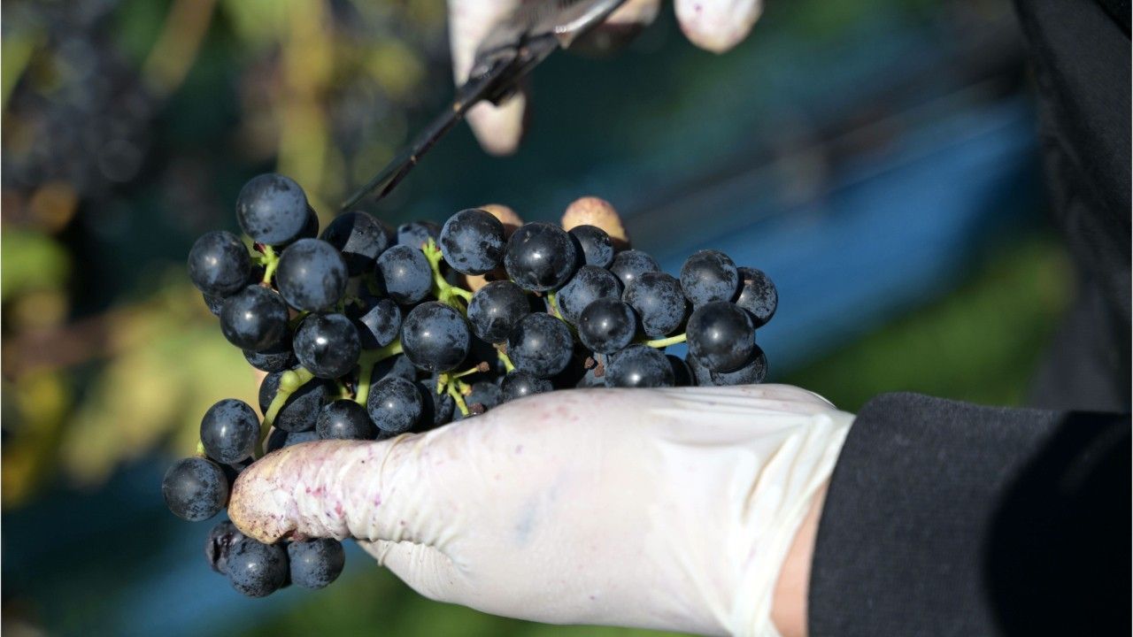Kleinste Weinernte seit 15 Jahren