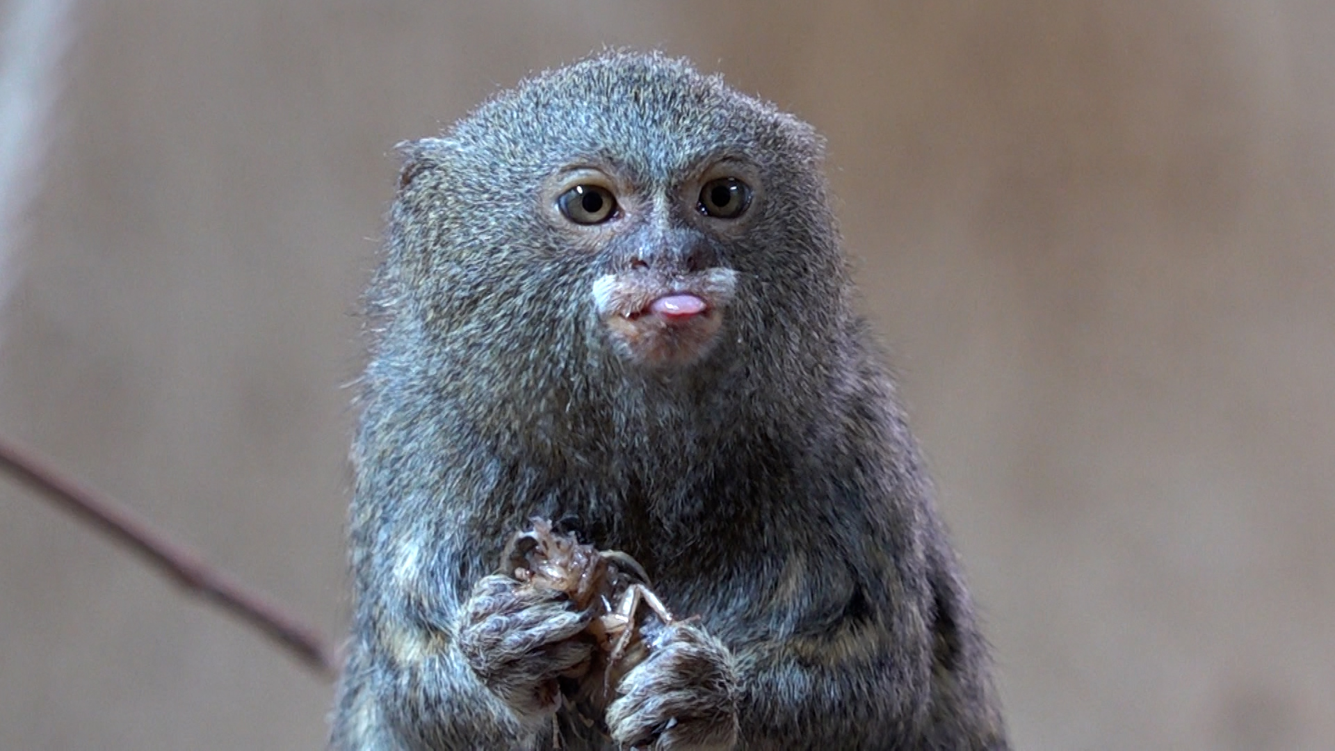 Video: Wunschzettel für Tiergarten Kleve