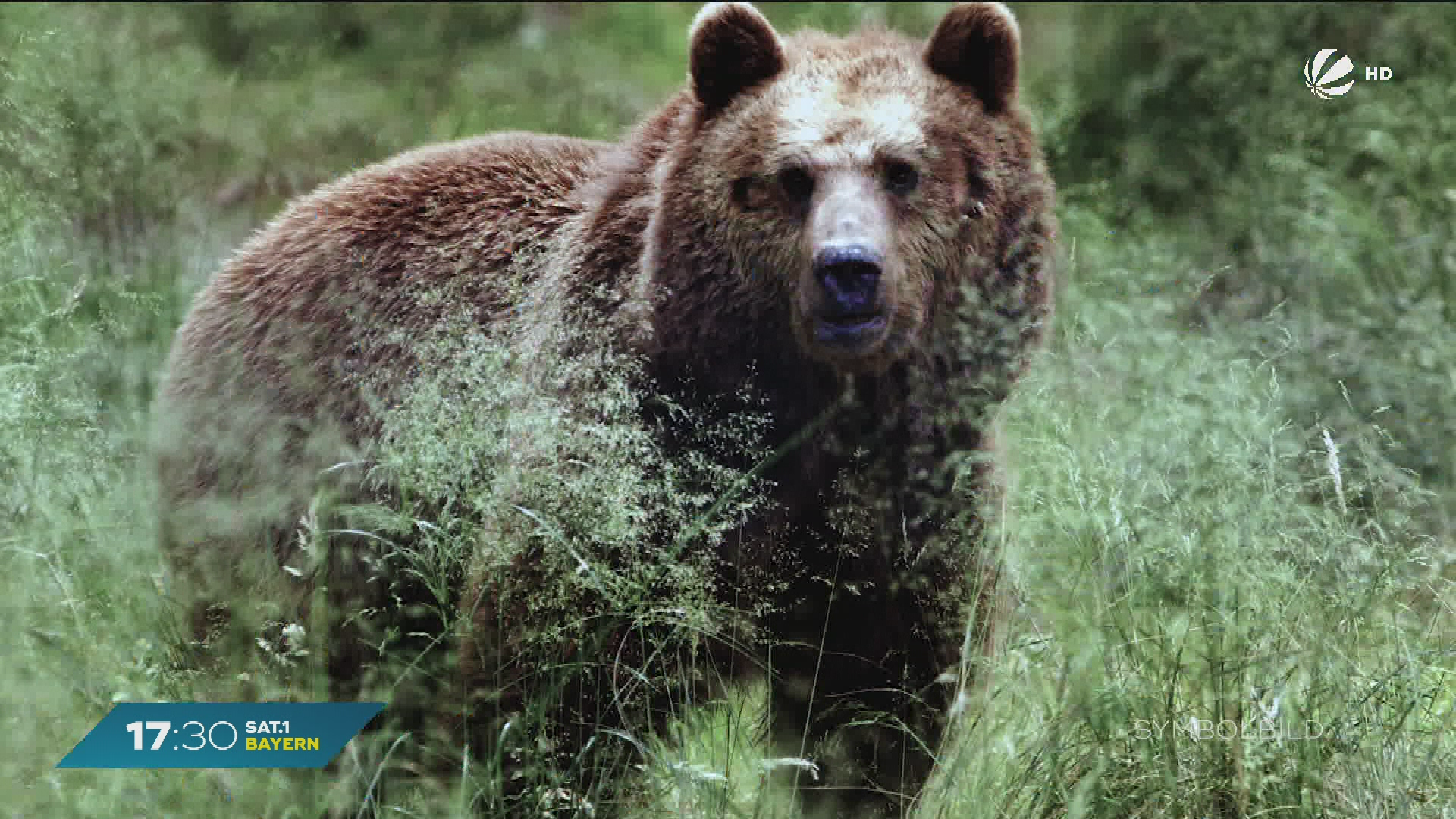 Video: Bären-Sichtung bei Rosenheim? Gemeinde sucht nach Spuren