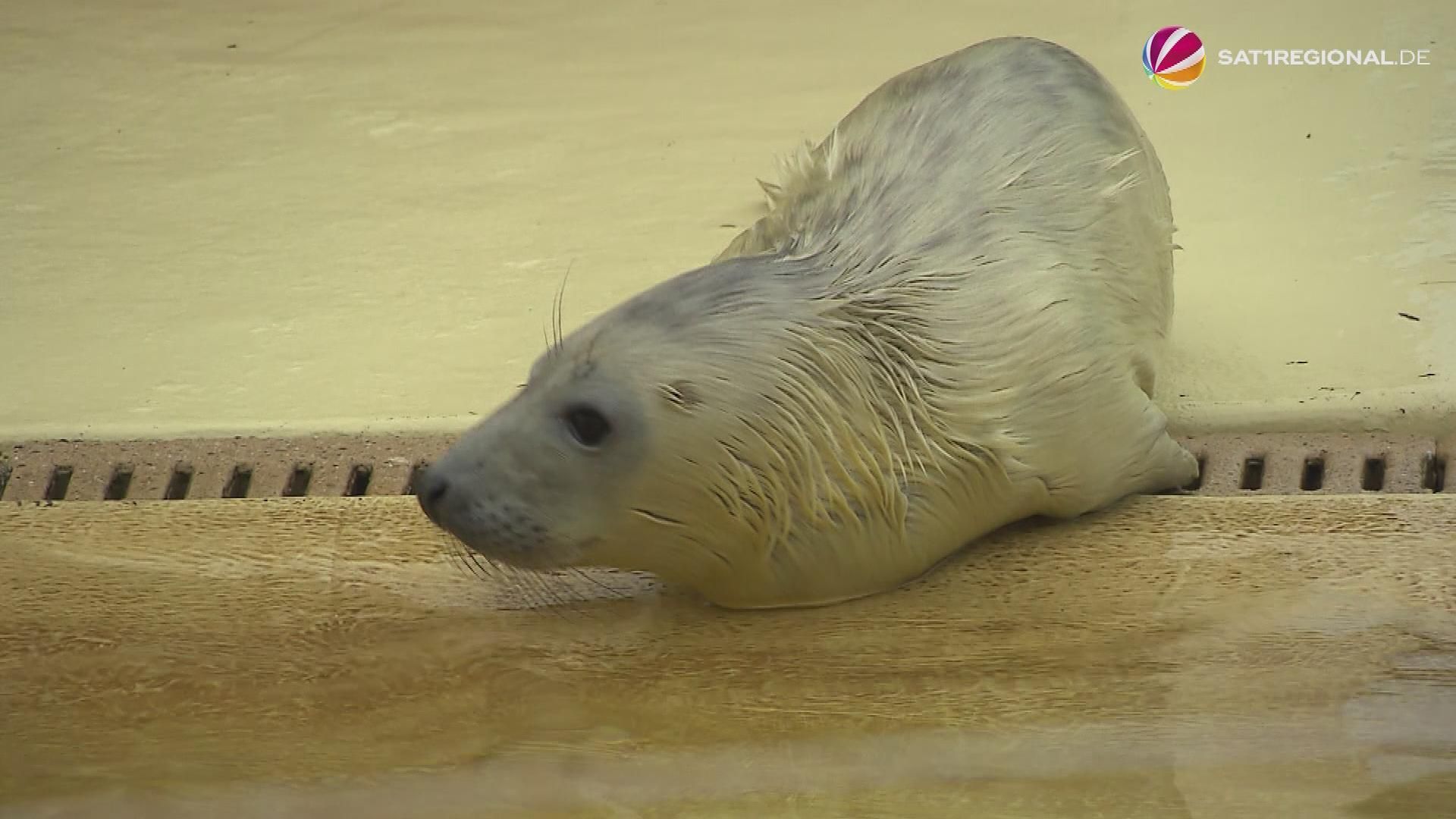 Video: Erste Heuler in Seehundstation Friedrichskoog
