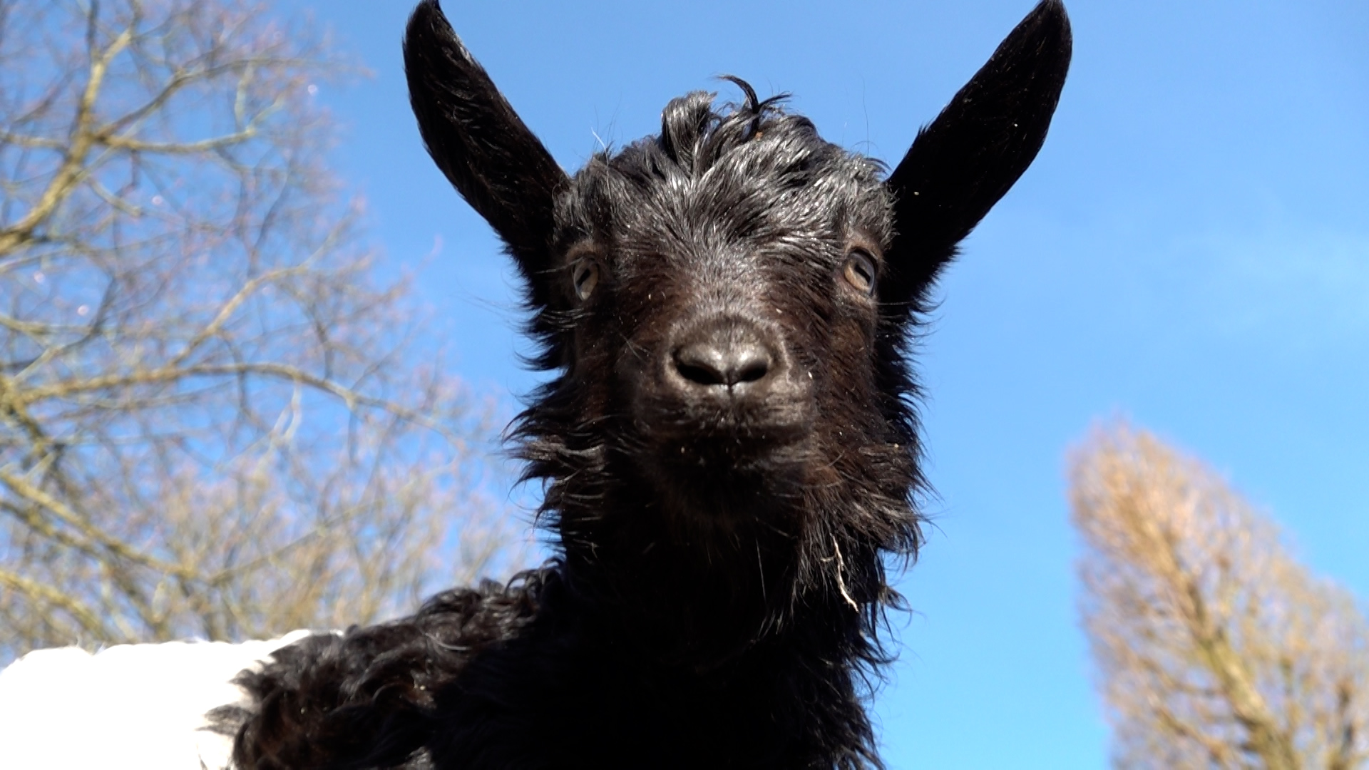 Video: Babyboom im Tiergarten Mönchengladbach