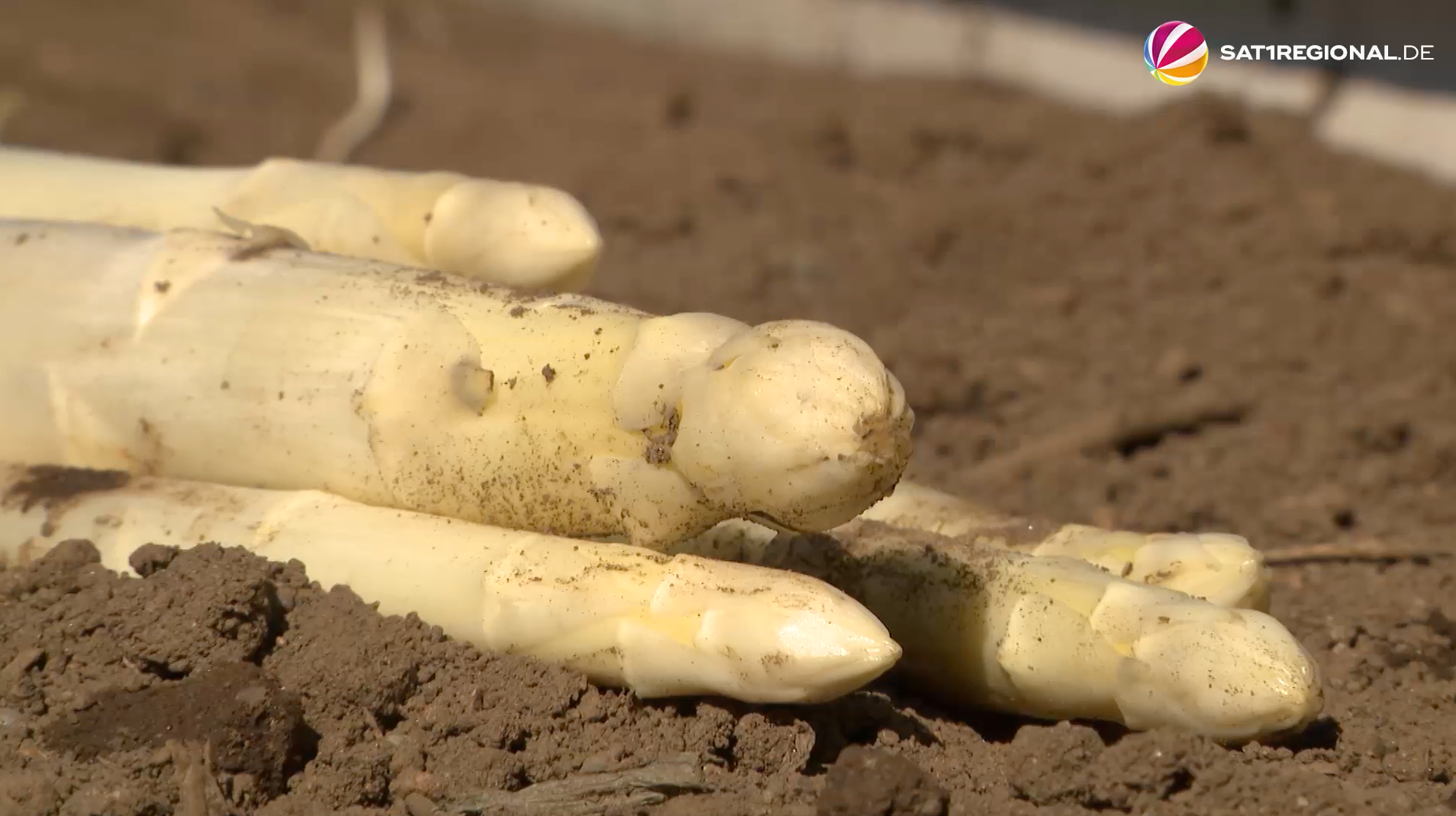 Video: Spargelernte in SH: Mindestlohn für Erntehelfer treibt Preise in die Höhe