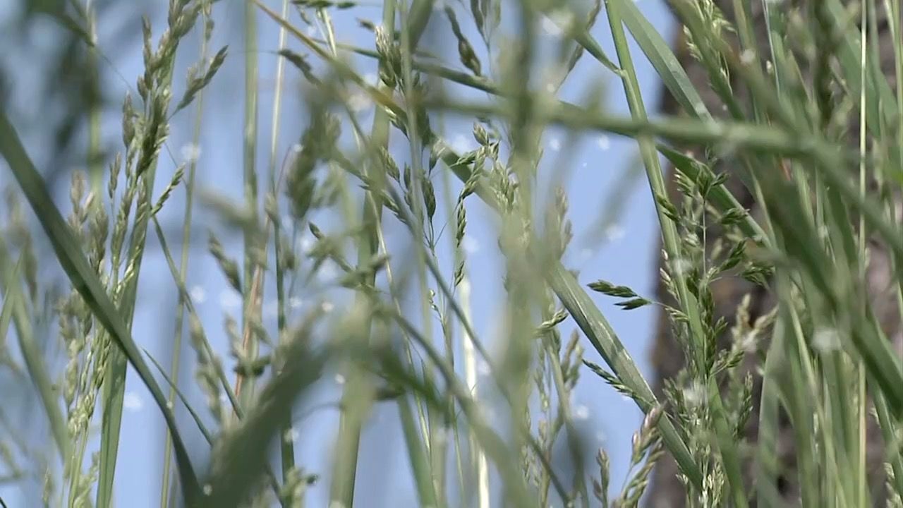 Video: Start der Pollen-Saison: Droht Allergikern dieses Jahr eine starke Belastung?