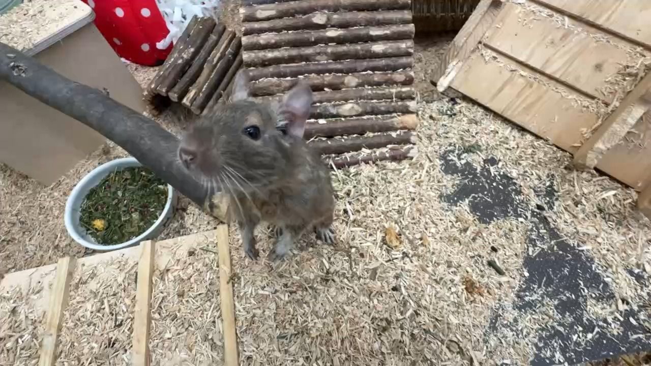 Video: Ungewöhnliche Feuerwehr-Helfer: Nager sollen Einsätze in München unterstützen