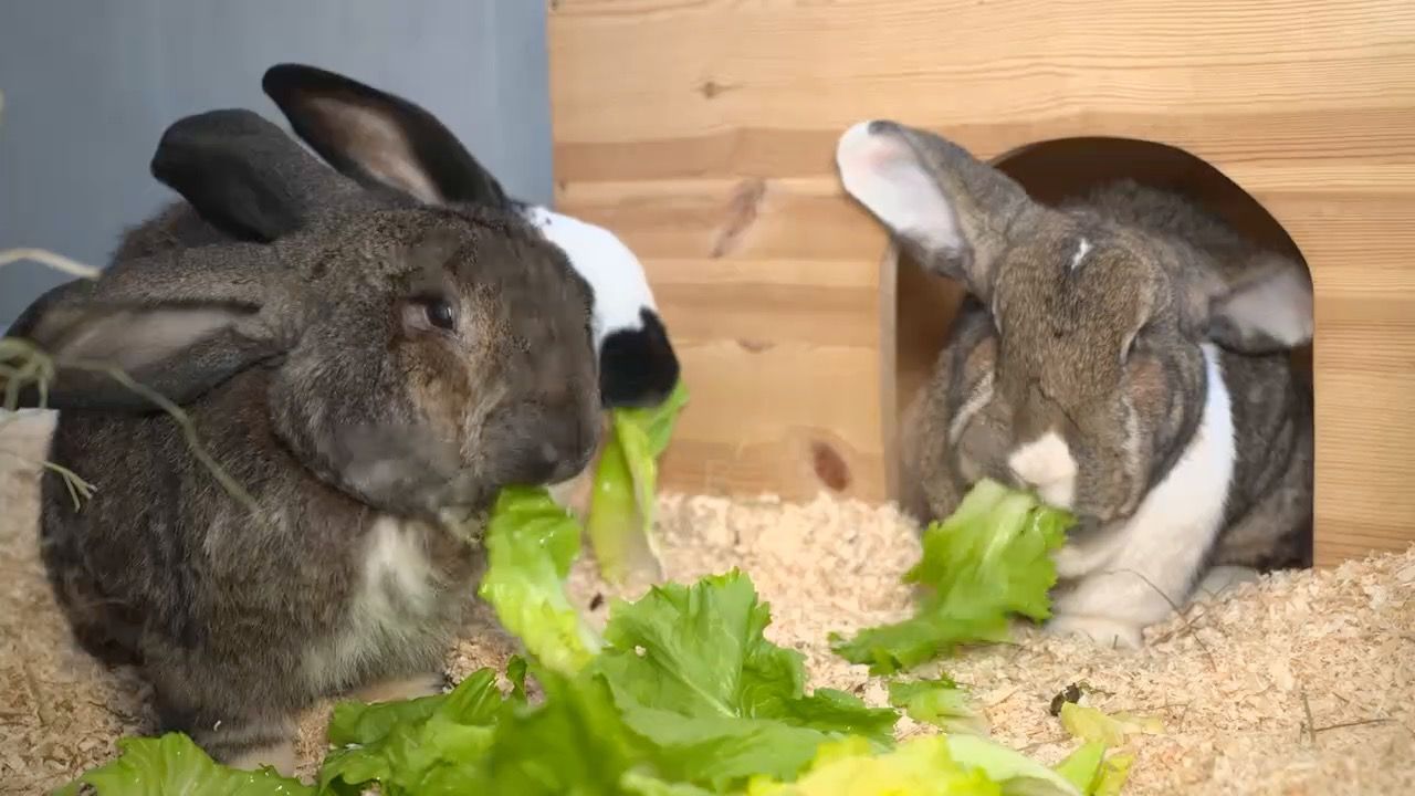 Video: Kaninchen als Ostergeschenk? Tierheime kämpfen mit Folgen