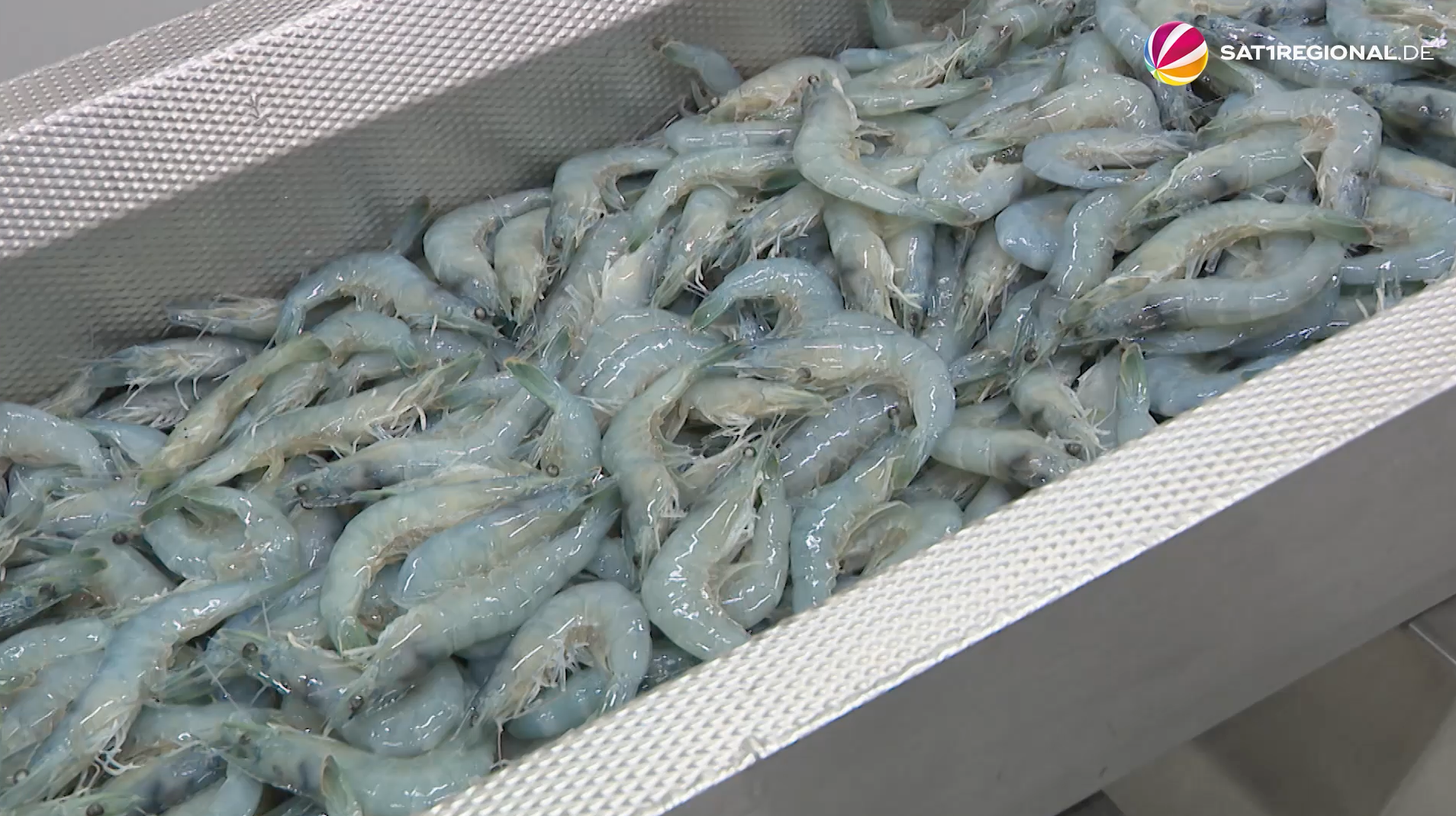 Video: Garnelen aus Niedersachsen: Regionale Zucht in Bokeloh
