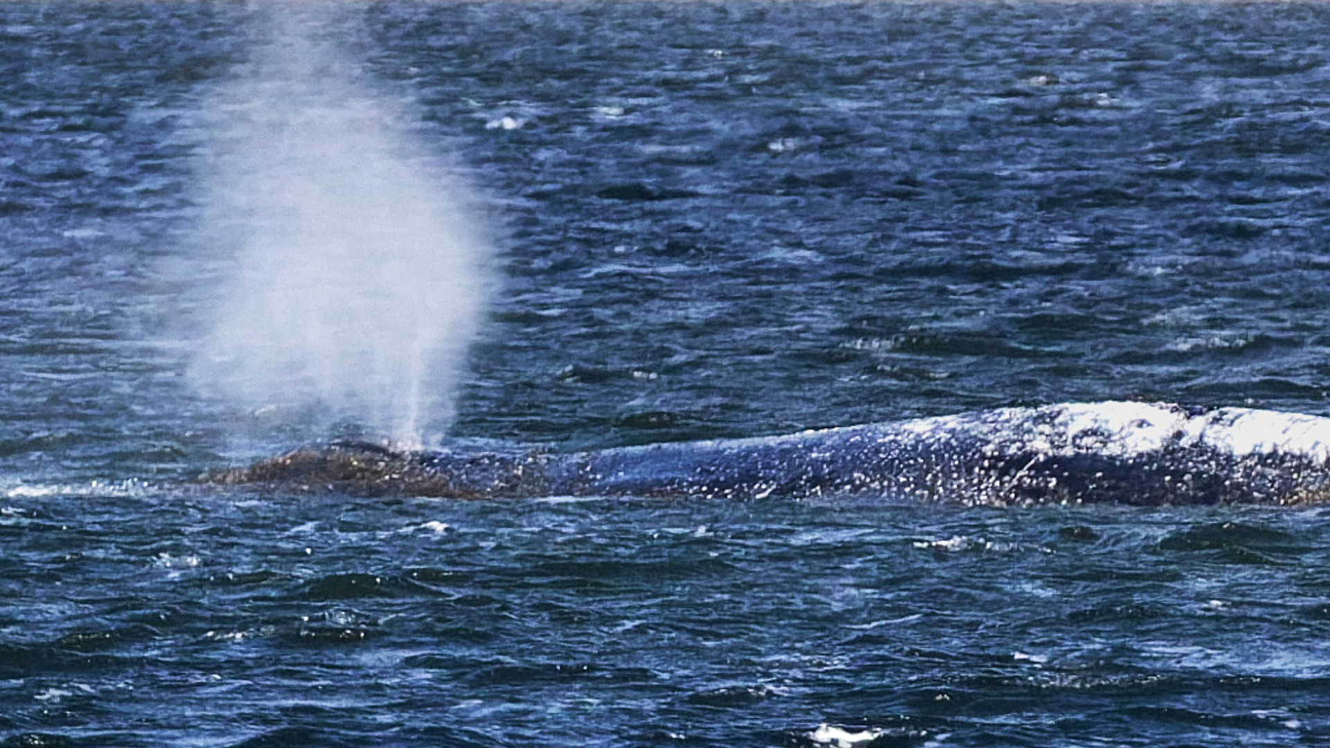 Video: Gelingt am Sonntag Rettung von Wal Timmy?