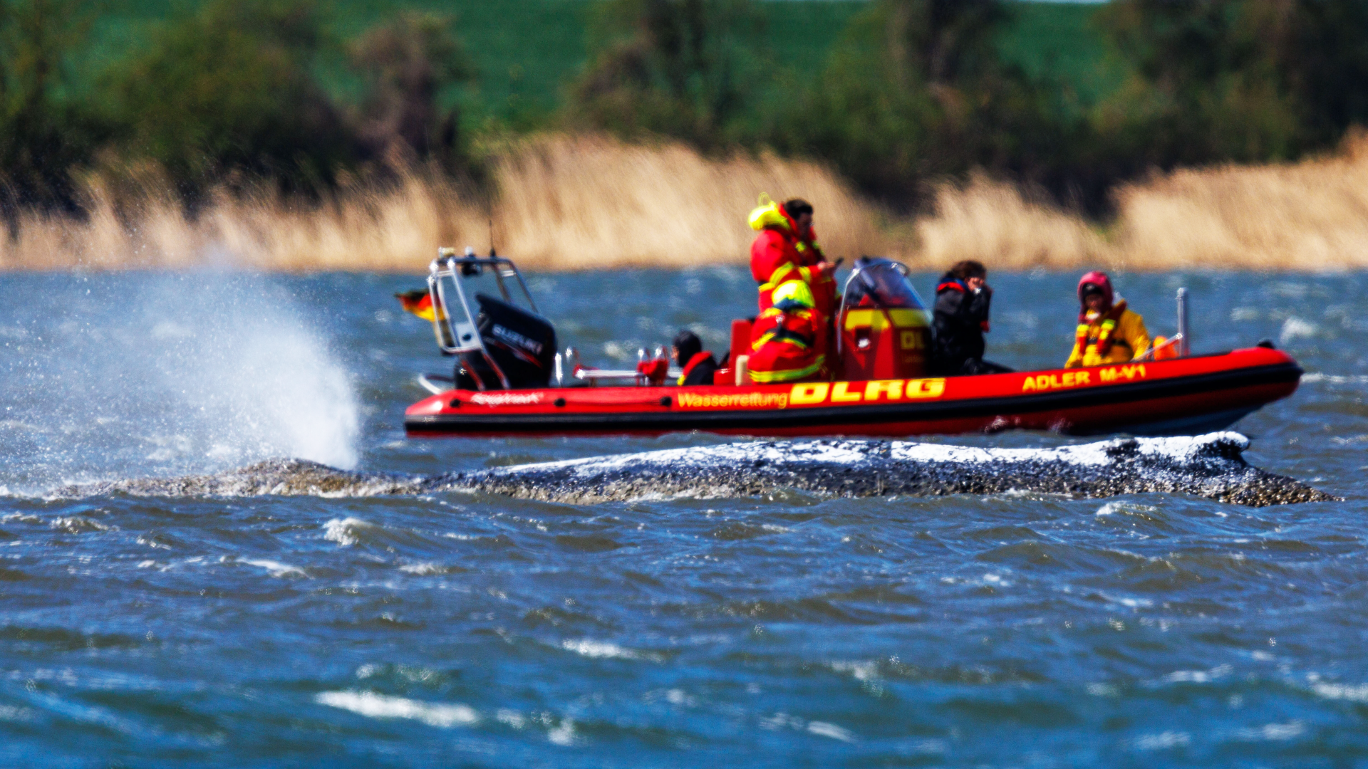Video: Rettungskrimi um Buckelwal bei Poel