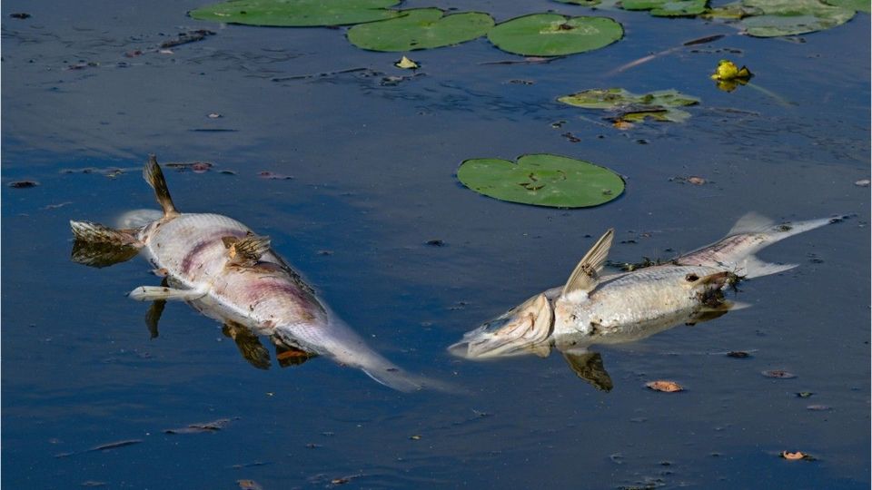 Tote Fische in der Oder: Wie gefährlich sind Goldalgen für Menschen?