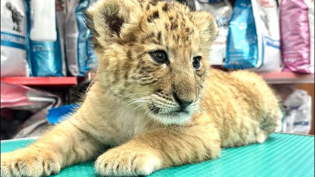 Privatzoo züchtet Kreuzung aus Tiger und Löwe