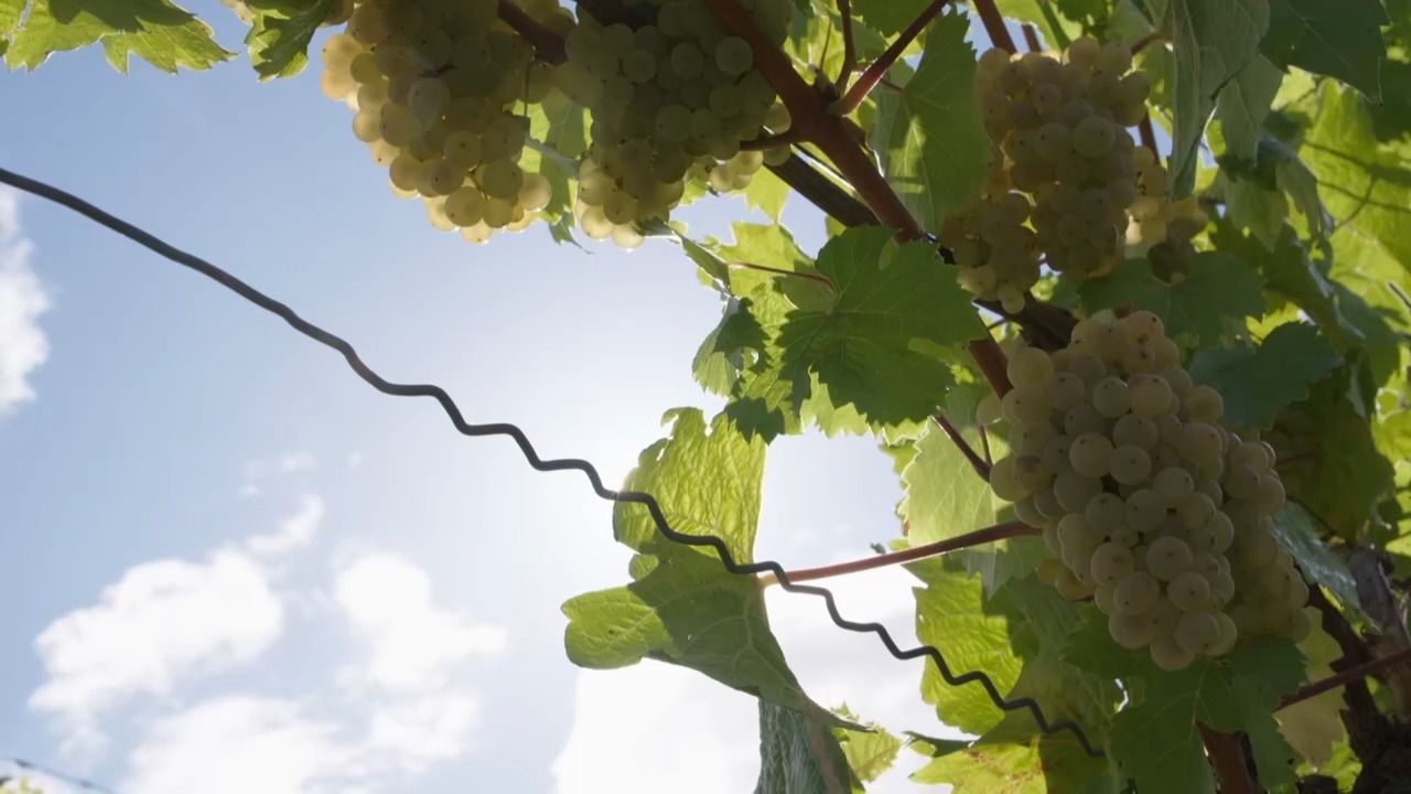 Video: Wein aus Bayern: Ernte um mehr als 20 Prozent gestiegen