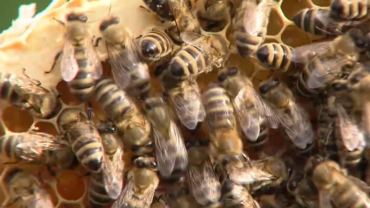 Video: Artenvielfalt in Bayern: Was hat das Volksbegehren gebracht?