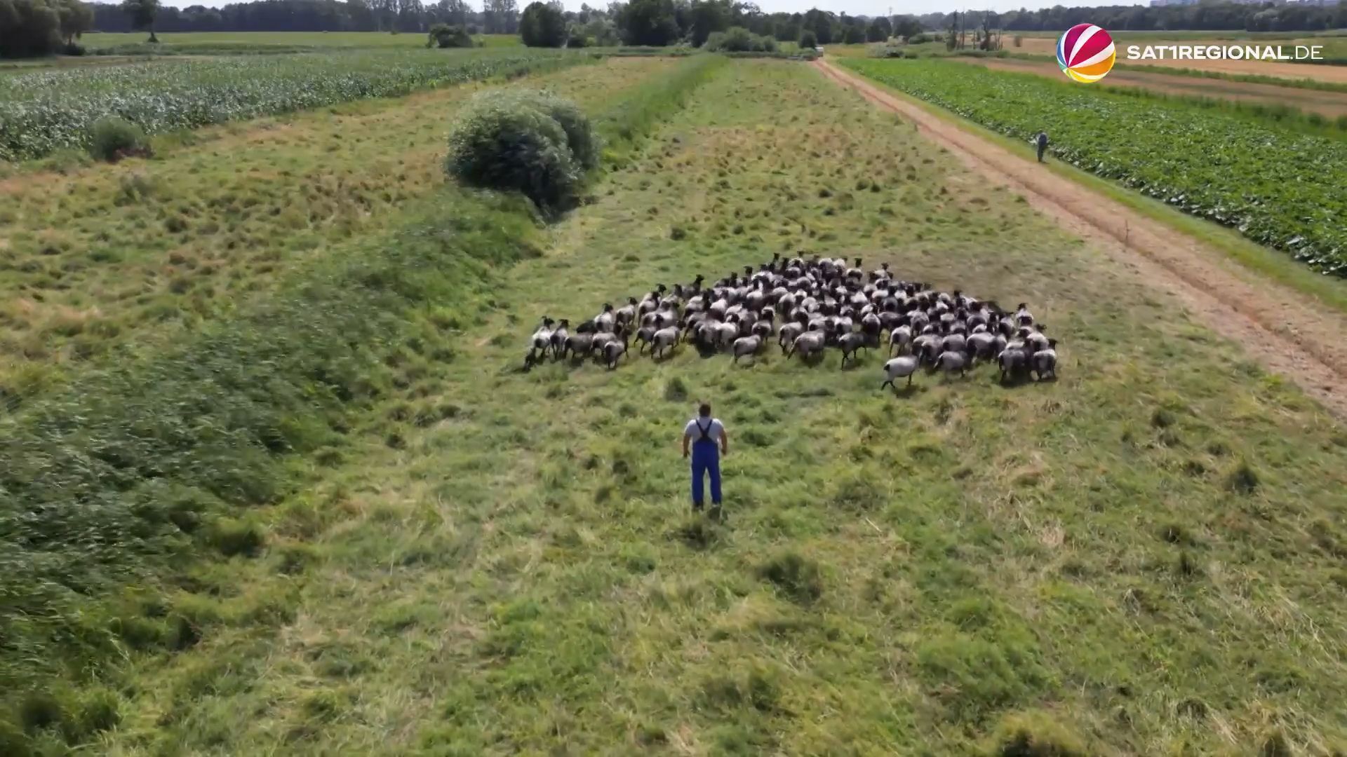 Video: Heidschnucken beweiden Altenwerder-Ausgleichsfläche in Hamburg