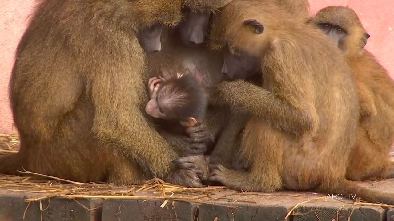Video: Pavianbabys im Tiergarten Nürnberg: Sieben Jungtiere gestorben