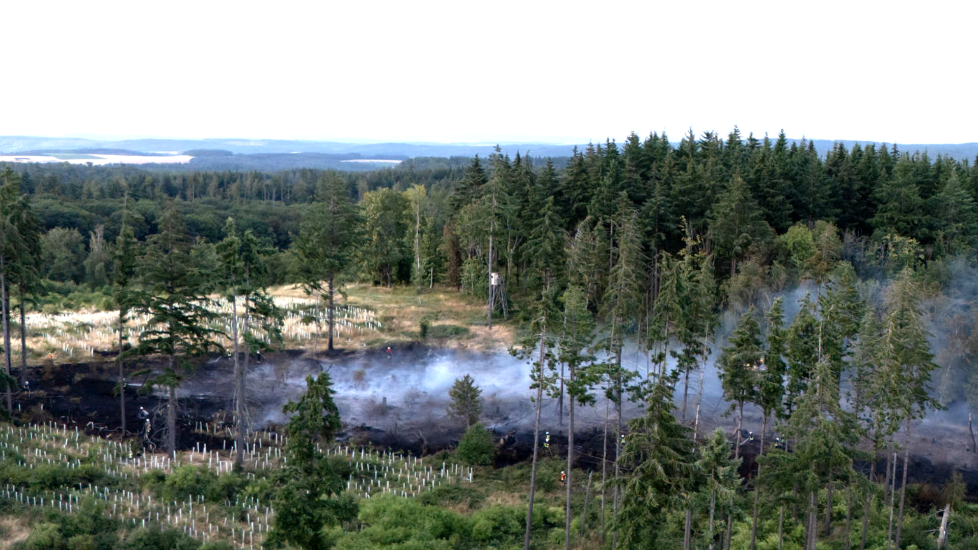 Video: So lange braucht der Wald zur Erholung