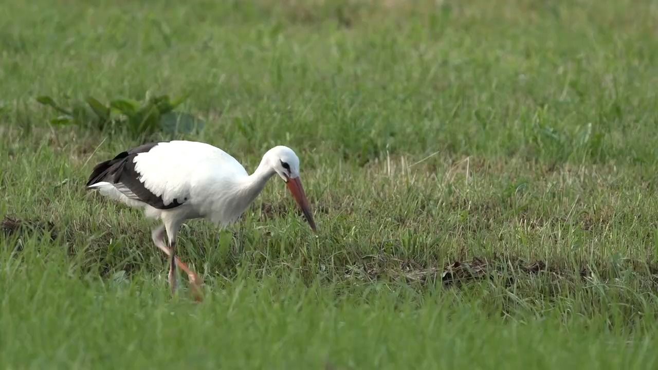 Video: Störche vor dem Abflug: Naturschauspiel im Nürnberger Rednitztal