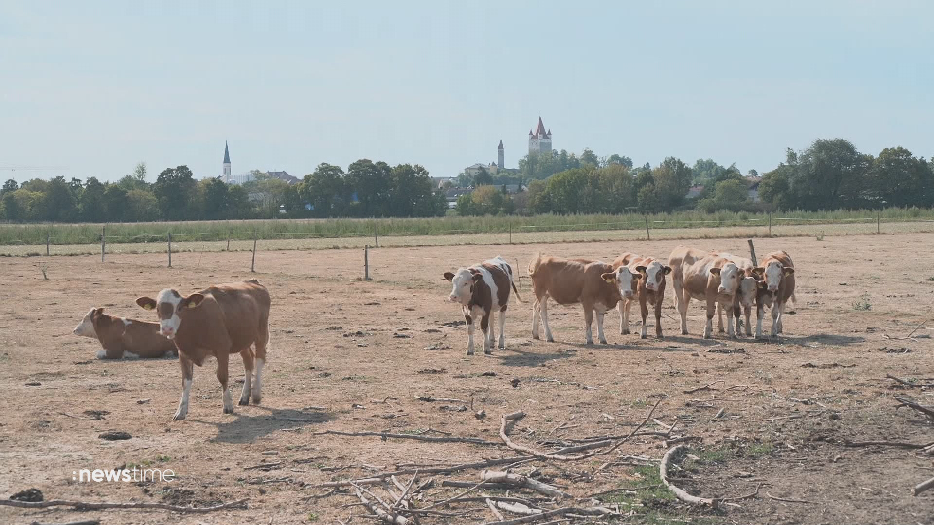 Video: Notschlachtungen wegen Tierfutter-Mangels