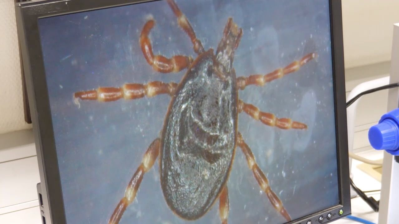 Video: Zeckengefahr in Bayern: FSME-Fälle steigen weiter