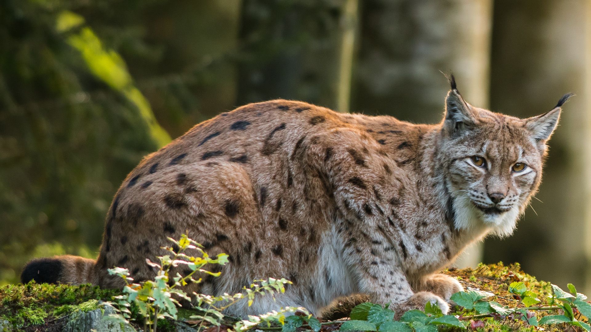Video: Zwei Luchse in Thüringen ausgewildert