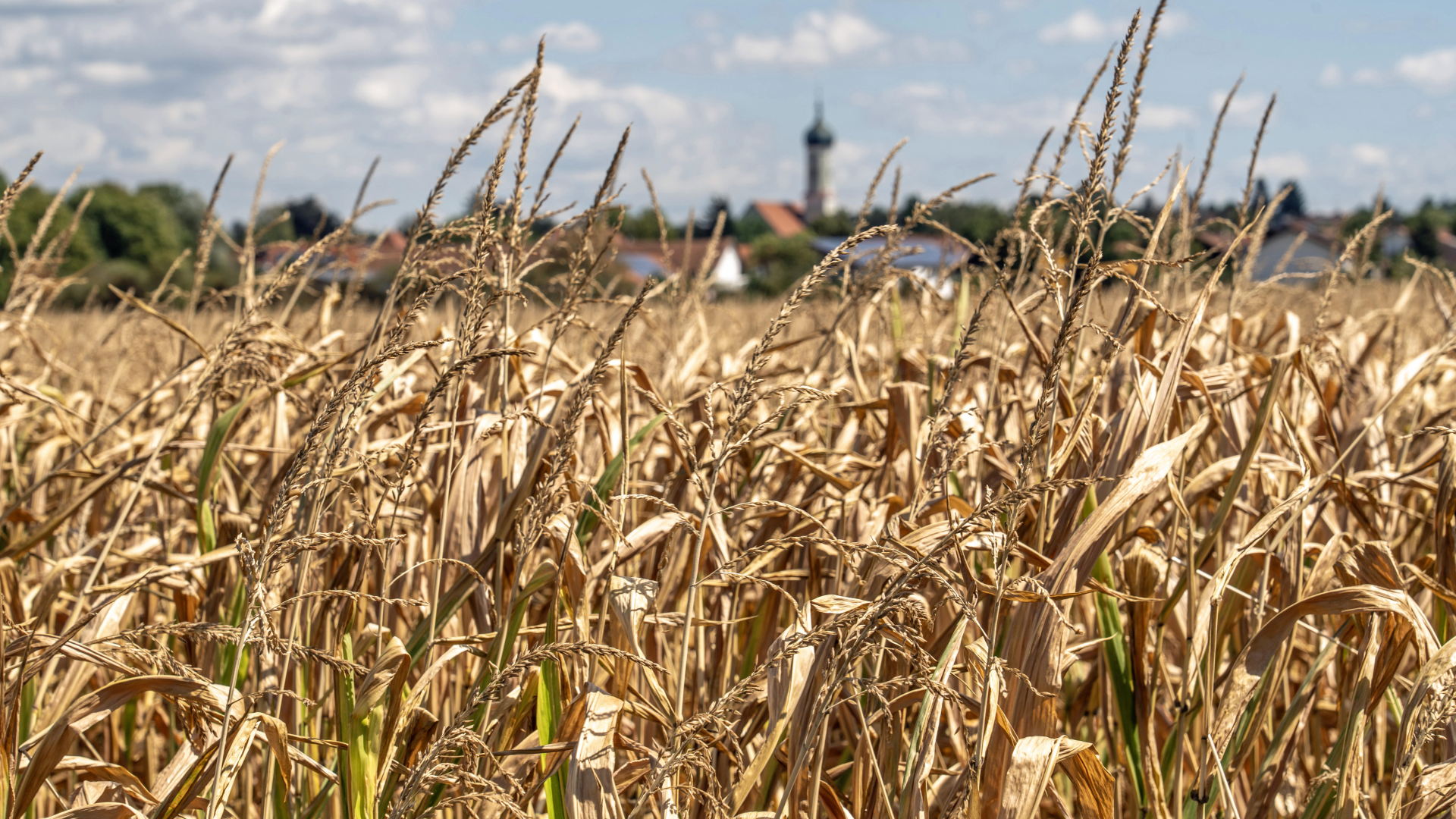 Video: Sommerhitze kostet 36 Milliarden Euro