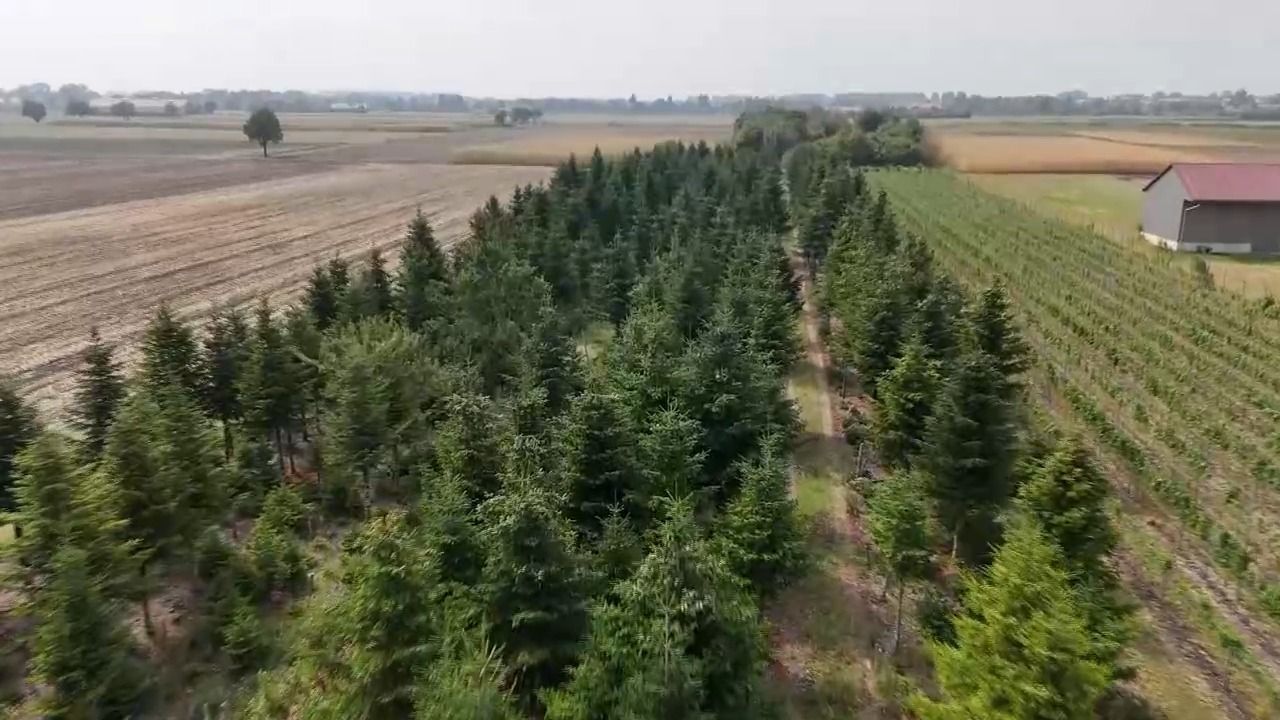 Video: Weihnachten ohne Baum? Hitze macht Christbäumen zu schaffen