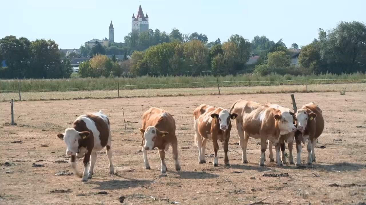 Video: Dürre in Bayern: SPD fordert mehr Hilfen für Landwirte