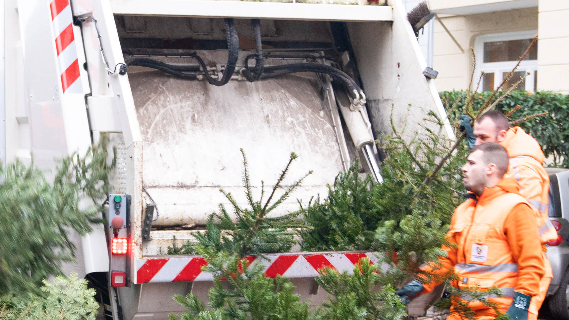 Video: Wohin mit dem Weihnachtsbaum?