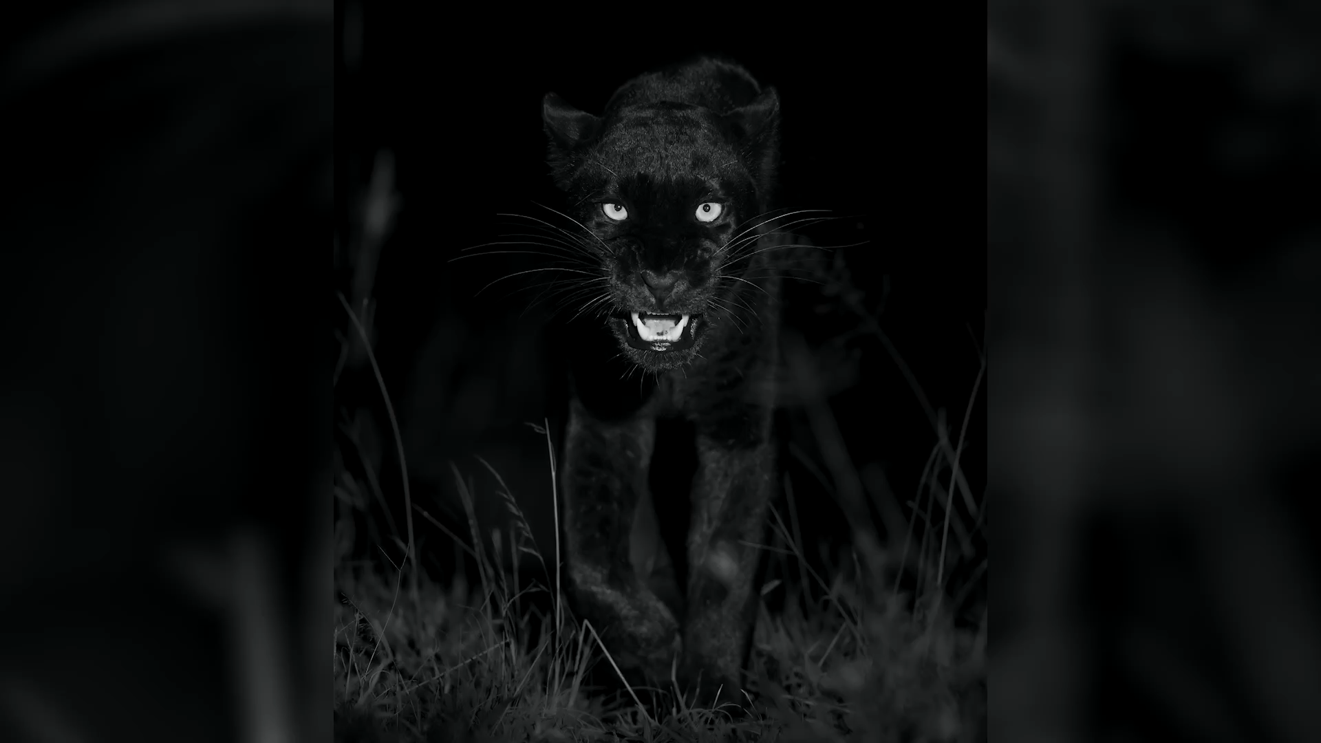 Video: Schwarzer Leopard in Kenia entdeckt