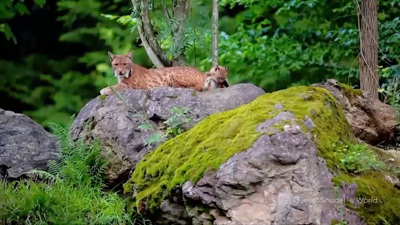 Video: Luchse im Böhmerwald: Nachwuchs auf Rekordniveau