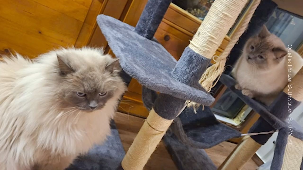 Video: Kater-Drama im Allgäu: Polizei findet Tier 600 Kilometer entfernt