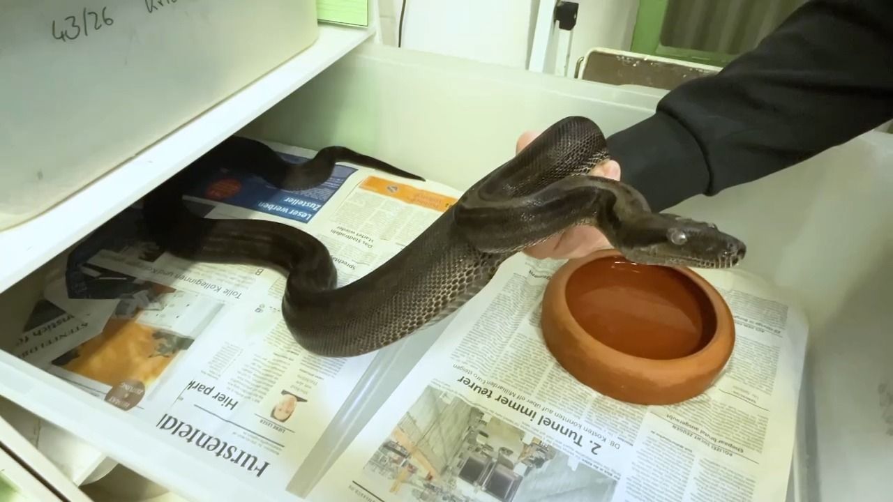 Video: Über 30 Riesenschlangen gerettet: Tiere jetzt in München