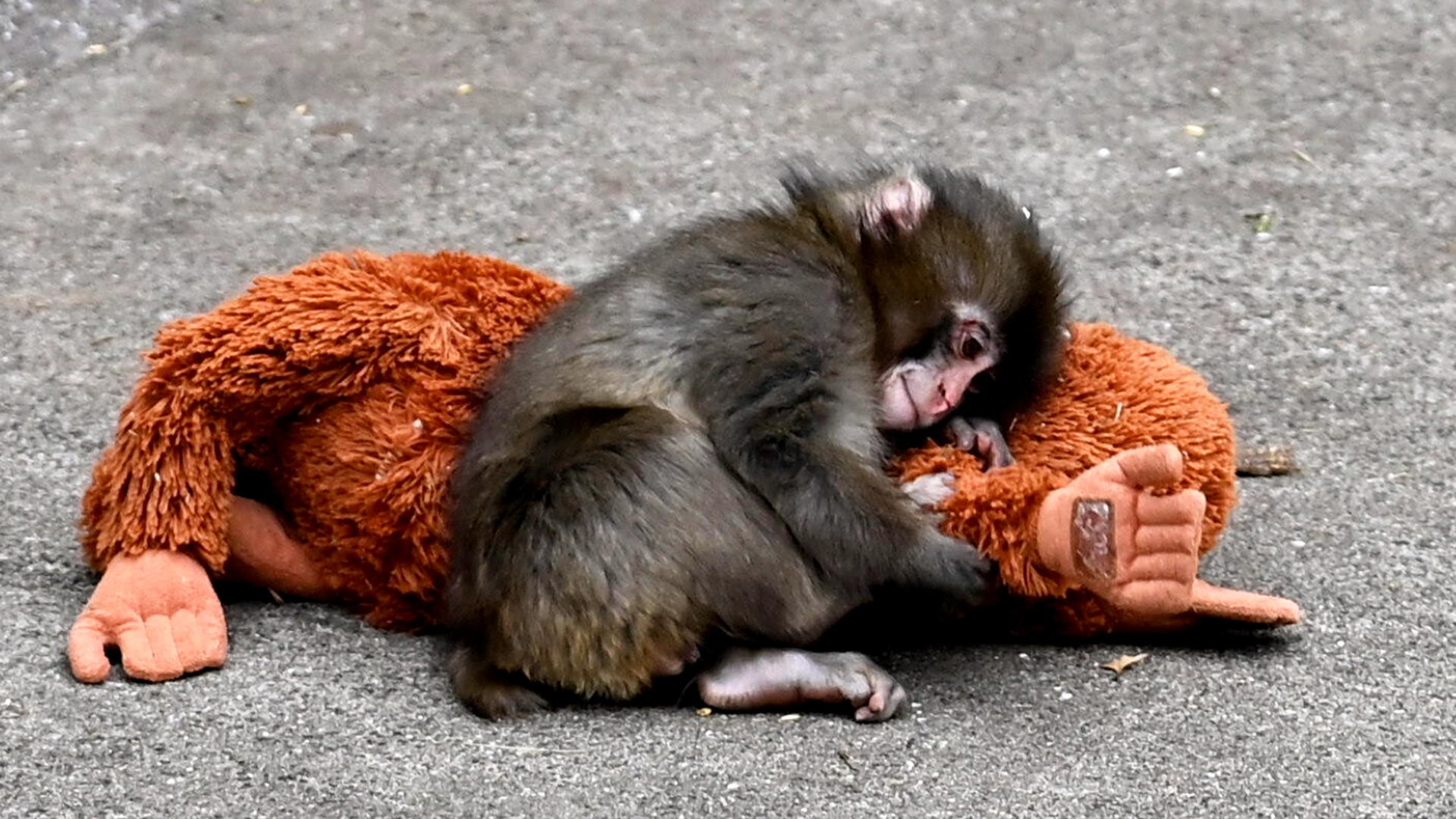 Video: Süßer Baby-Affe wird zum Netz-Star