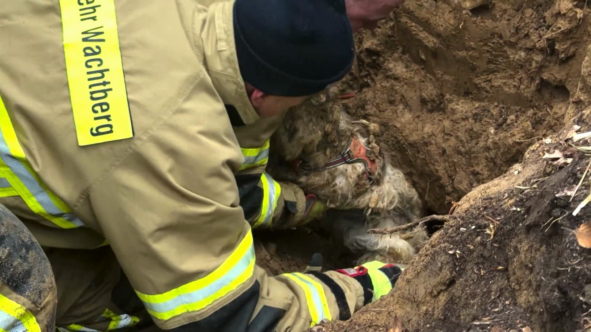 Video: Hundefinder retten Janosch in Wachtberg