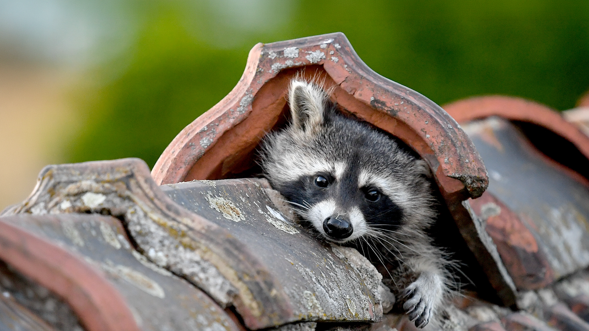 Video: Bald Kopfgeldprämie für Waschbären?