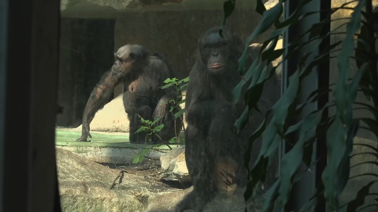 Video: Schimpansen-Nachwuchs in München: Tierpark sucht Namen für Baby