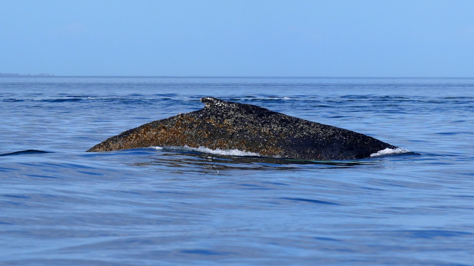 Video: Zweite Strandung: Sorge um Buckelwal
