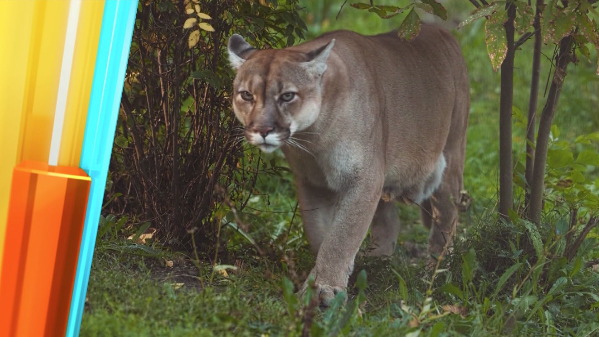Video: Vermeintliche Großkatze gesichtet: Ein Puma in Bayern?