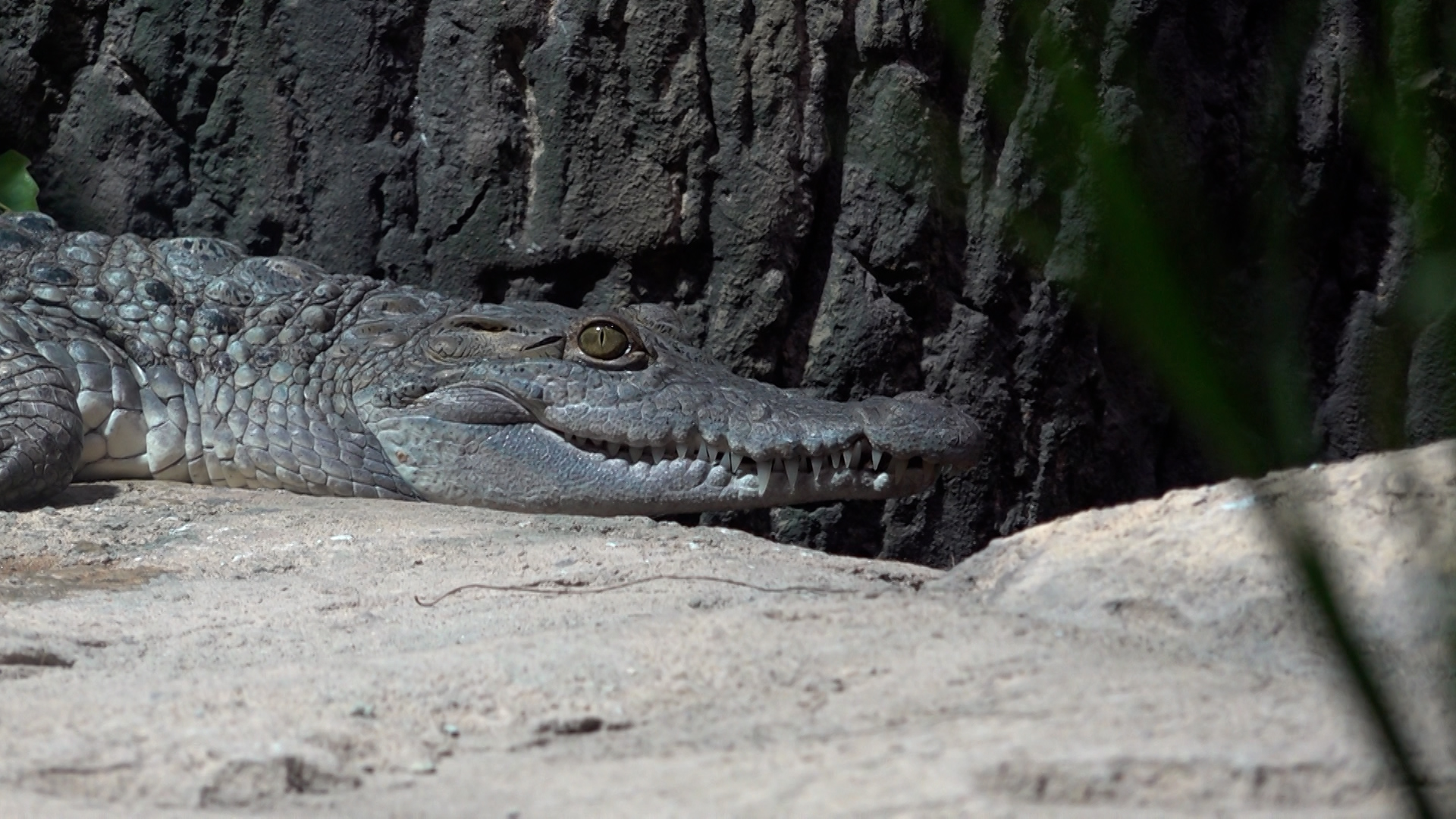 Video: Philippinen-Krokodile im Ruhrgebiet: Zoom Gelsenkirchen eröffnet neues Warmhaus