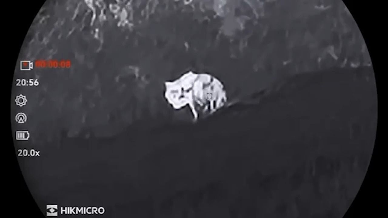 Video: Puma-Suche in Oberbayern: Trotz Großaufgebot fehlt jede Spur