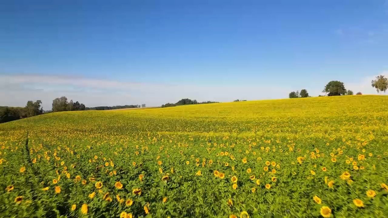 Video: Sommer-Feeling im Herbst: Sonnenblumenmeer bei Landshut