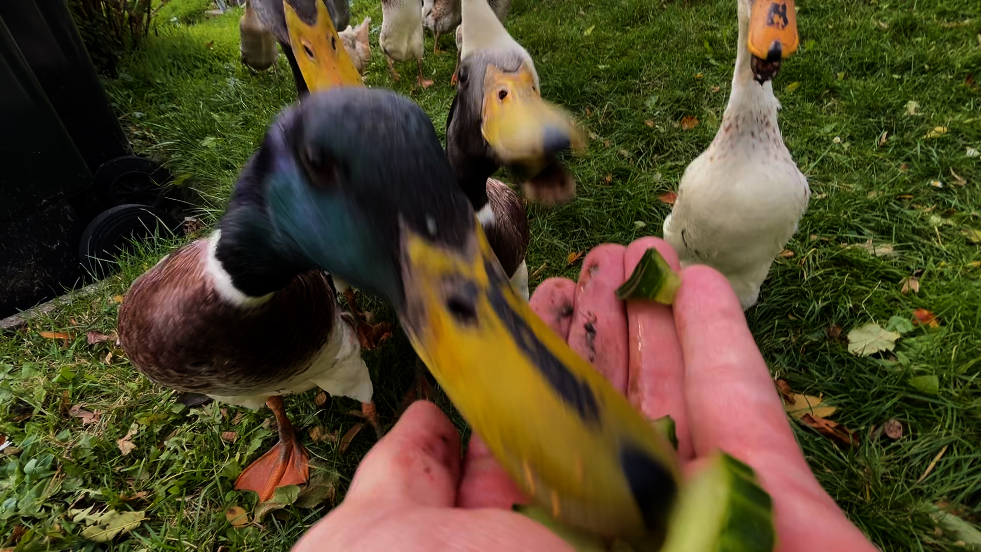 Video: Enten-Spaziergang in Dortmund