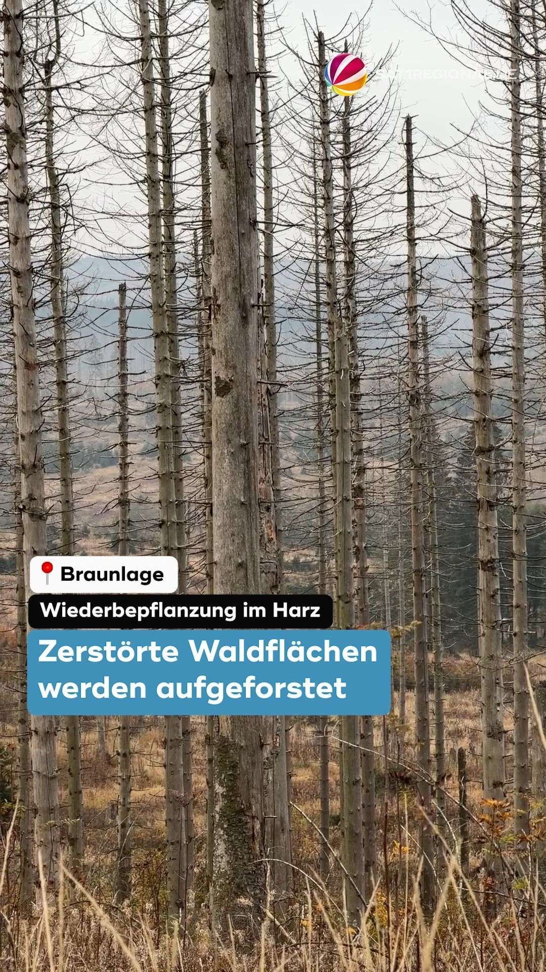 Video: Nach Borkenkäfer-Plage: Harz wird wieder bewaldet