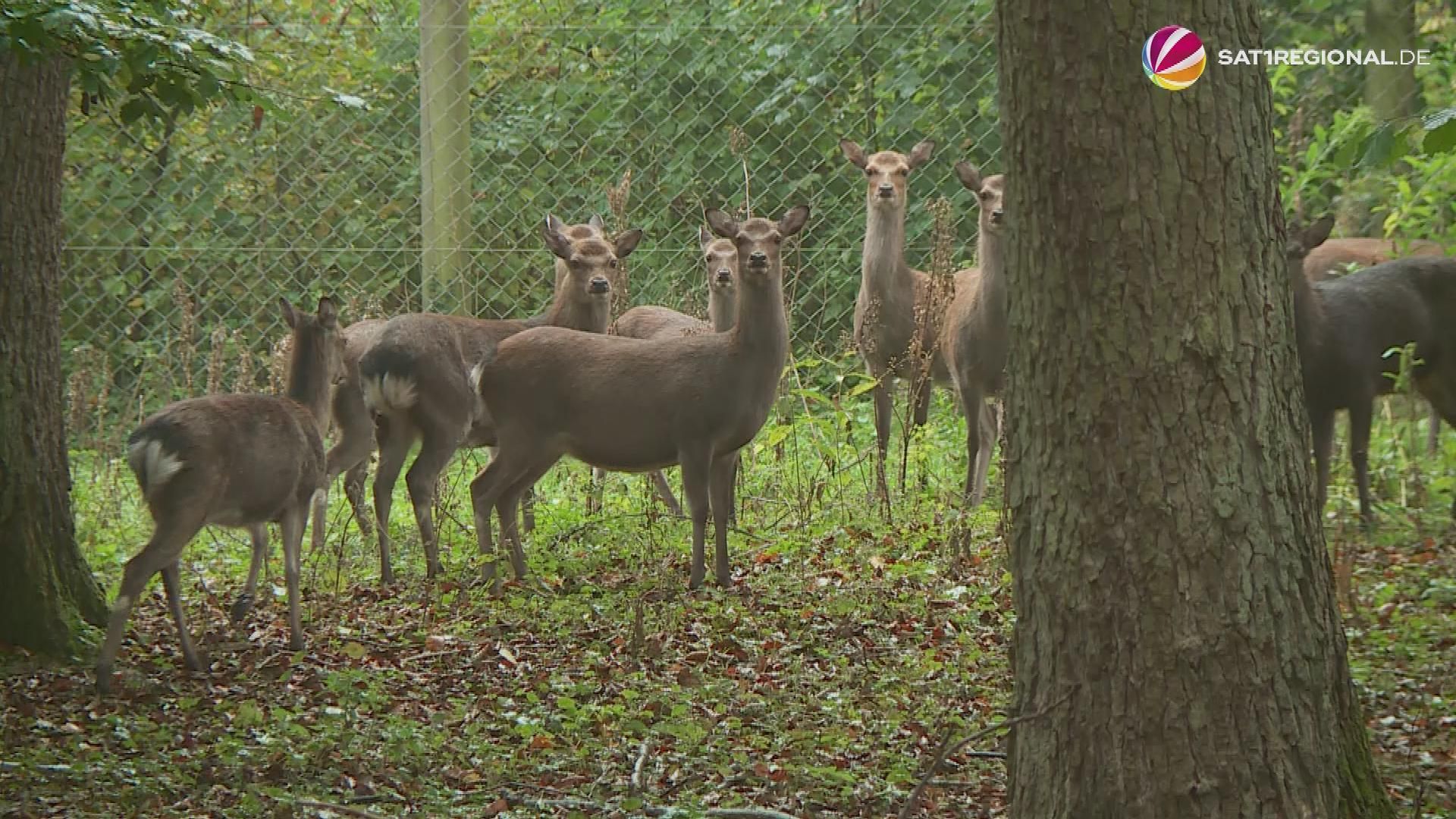Invasive Art: Auch Sikawild in Tierparks könnte getötet werden