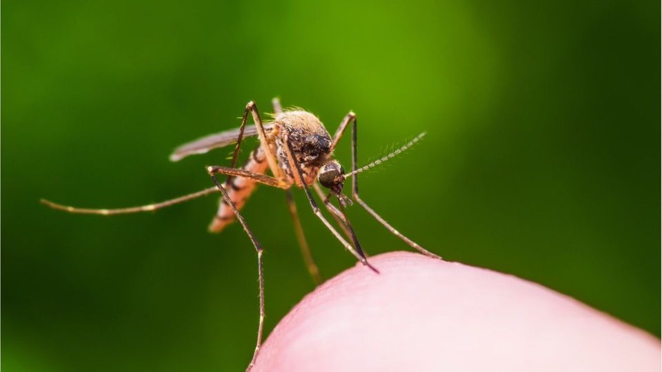 West-Nil-Virus: Neue Infektionen in Deutschland nachgewiesen