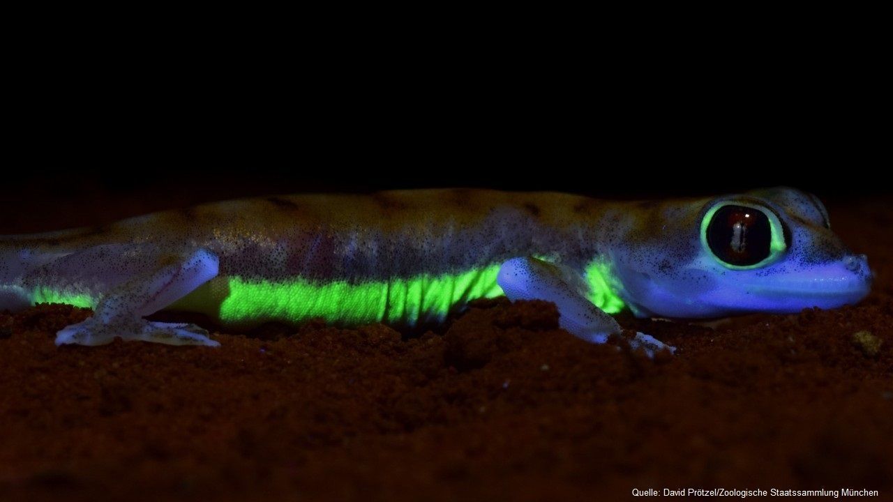 Fluoreszierende Geckos – Forscher entdecken neuen Mechanismus