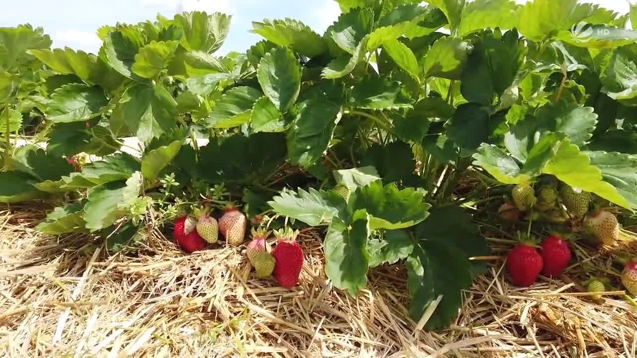 Erdbeer-Krise in Bayern? Regionale Bauern mit Konkurrenz aus Südeuropa