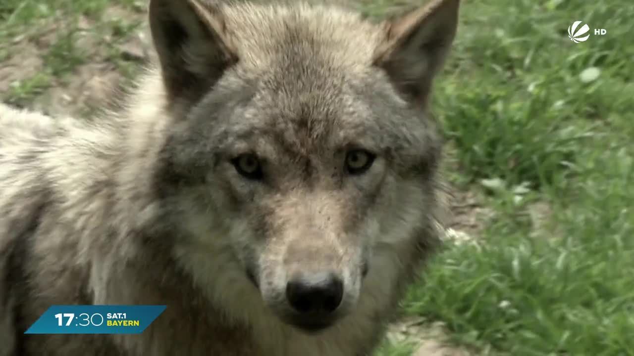 Mehr Wölfe in den Alpen: Zahl der Wolfsrudel steigt rasant