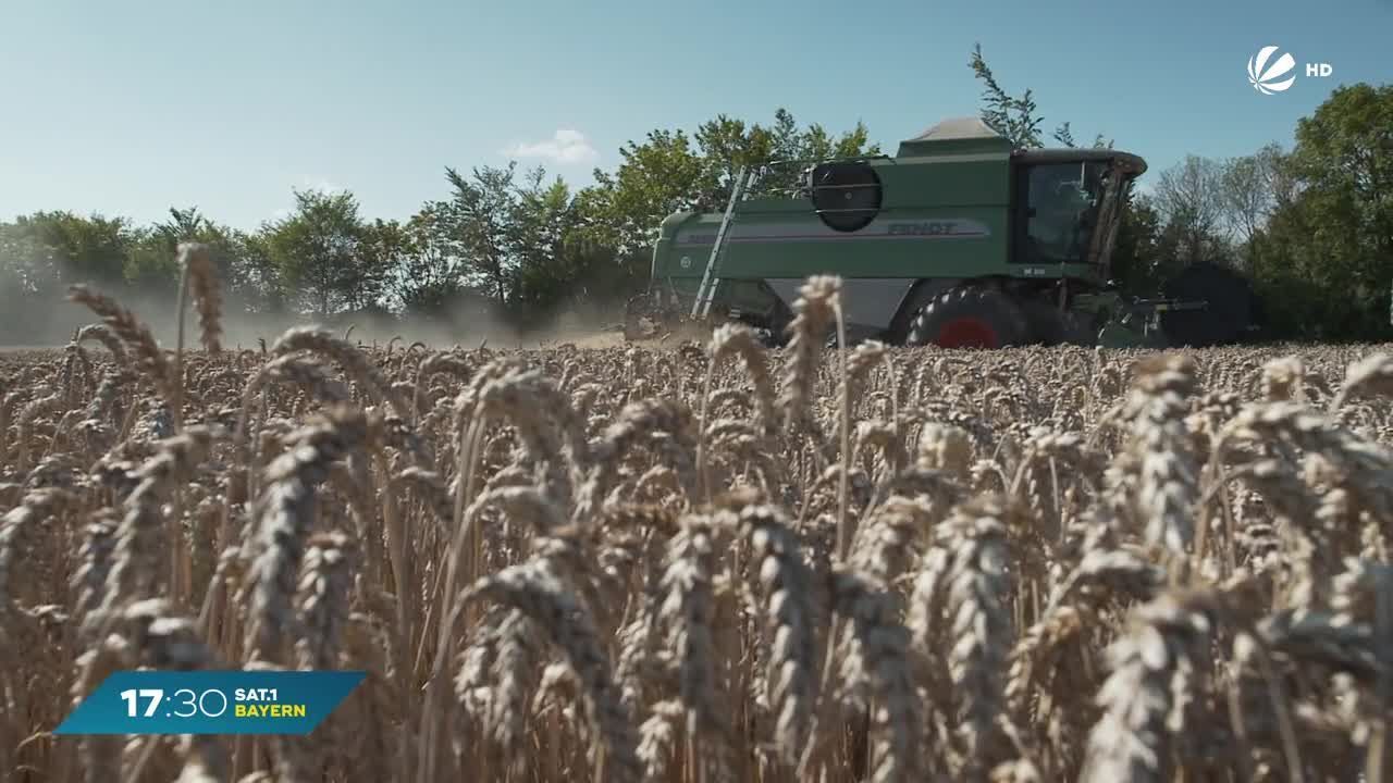 Bayern: Geringe Getreideernte erwartet