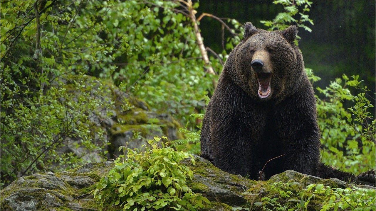 Bär greift deutschen Umweltaktivisten an