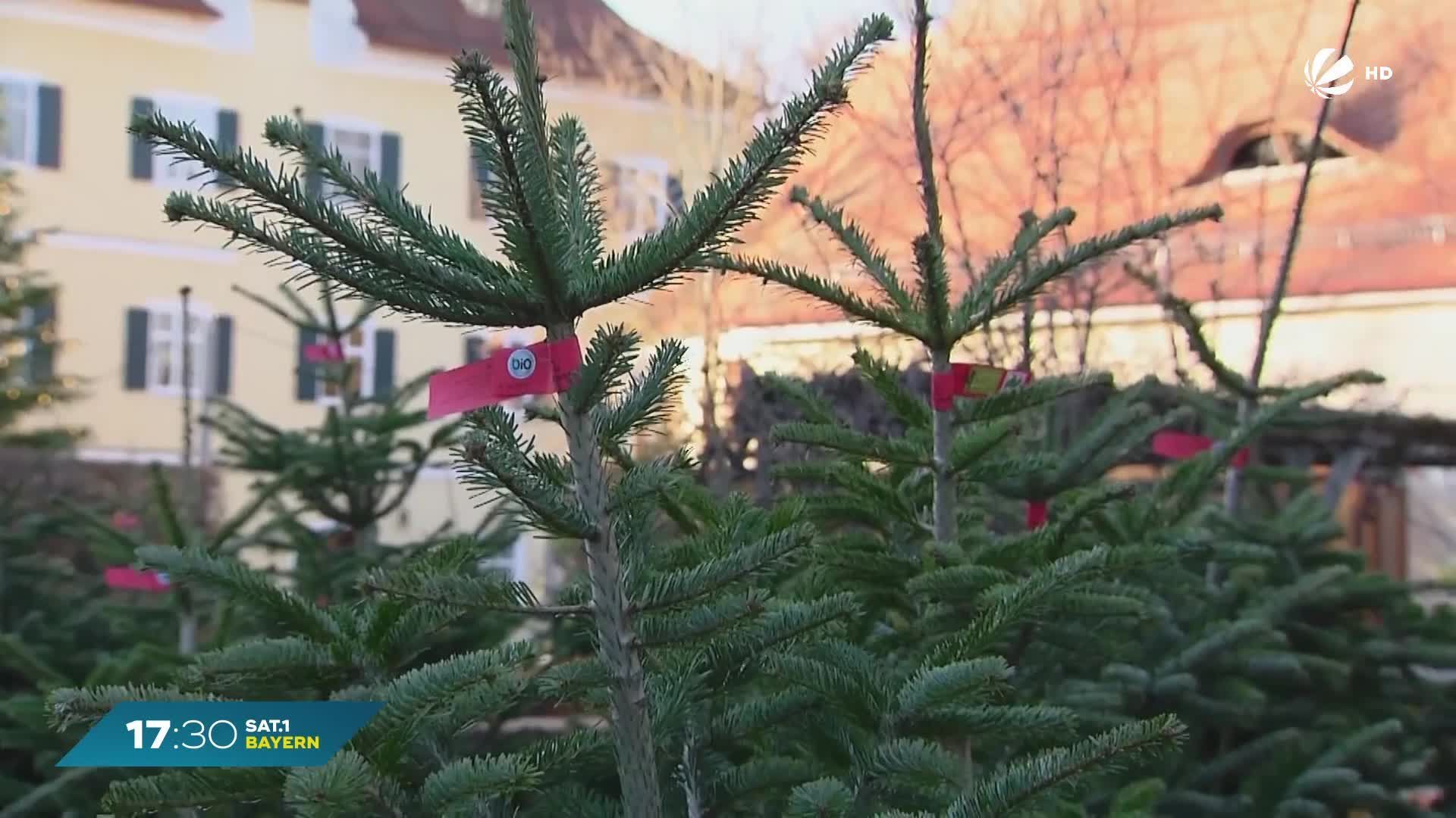 Giftige Christbäume: Naturschützer warnen in Bayern